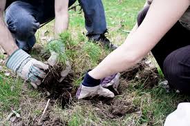 Tree planting tips